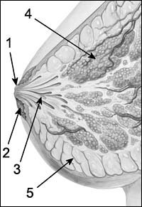 nipple and mammary gland diagram